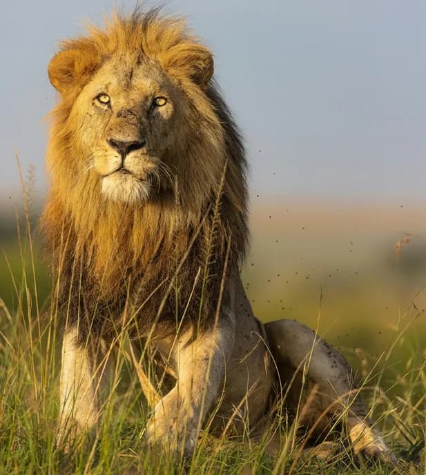 Kenya safari destination