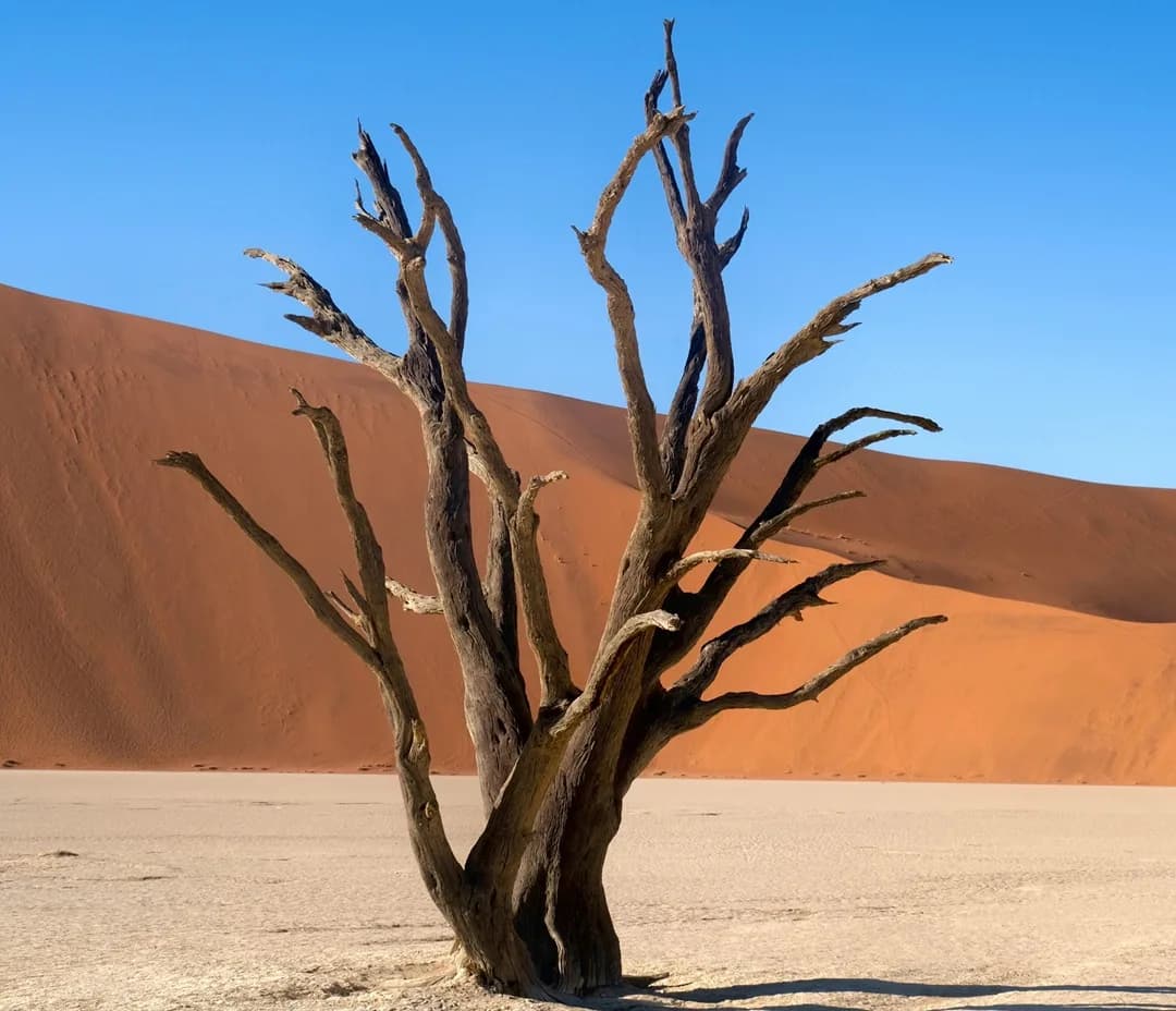 Namibia safari destination