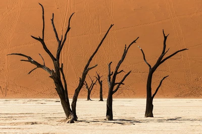 Tailor-Made Namibia Safari