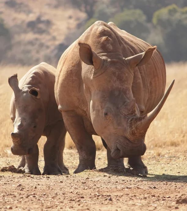 South Africa safari destination