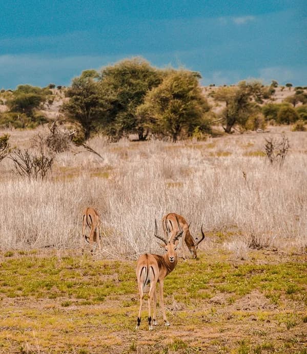 Tanzania safari destination