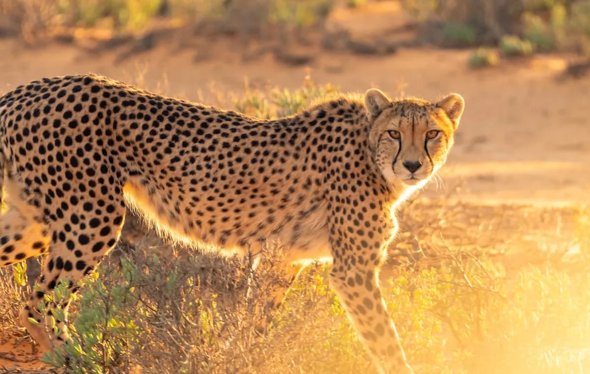 Cheetah on the African savanna