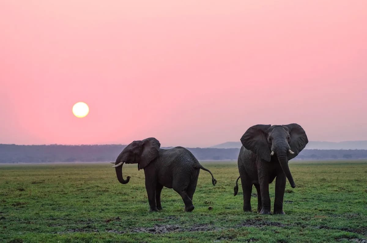 Botswana safari destination